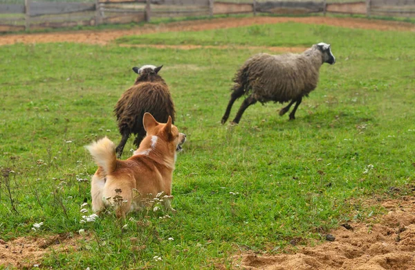 Welsh Corgi sheepherding group of sheep — Stock Photo, Image