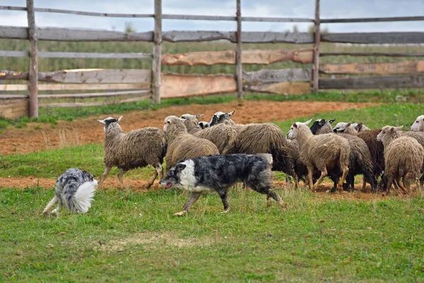 Två Sheepdogs arbetar — Stockfoto