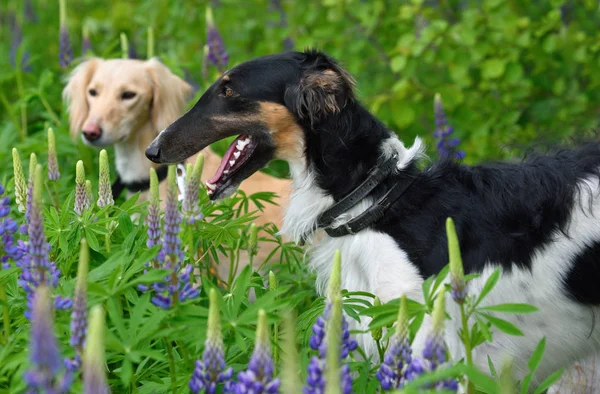 Портрет двух собак — стоковое фото