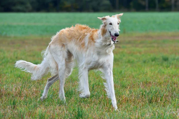 Pies borzoj — Zdjęcie stockowe