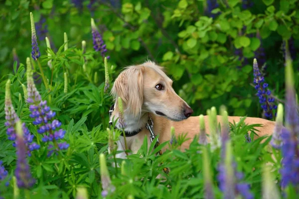 Retrato de borzoi cão — Fotografia de Stock