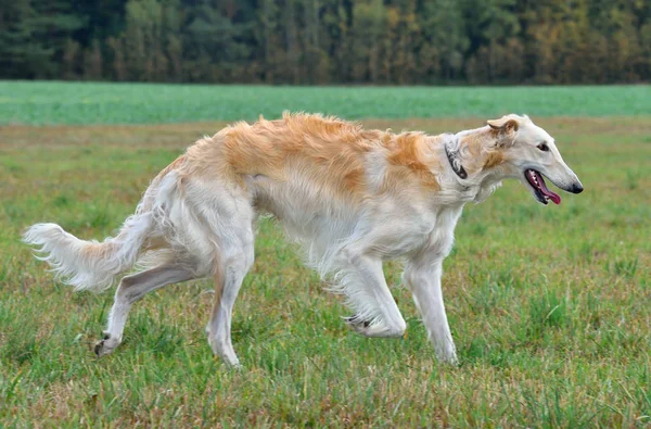 Corriendo galgo ruso — Foto de Stock