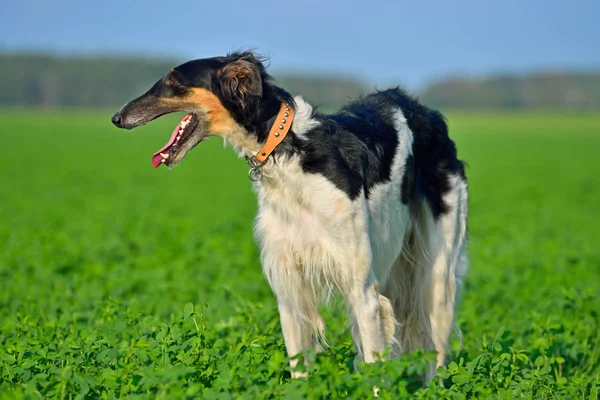 黑色和白色俄罗斯猎狼犬 — 图库照片