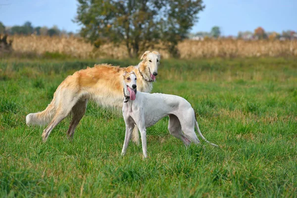 Caza con perros borzoi —  Fotos de Stock