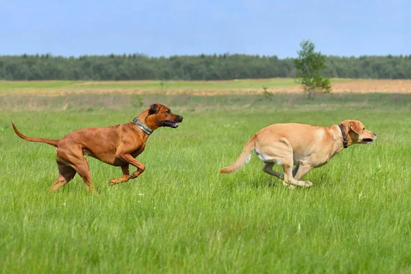 Courir chiens heureux — Photo