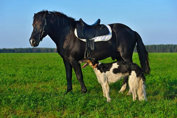 말과 borzoi 개 — 스톡 사진