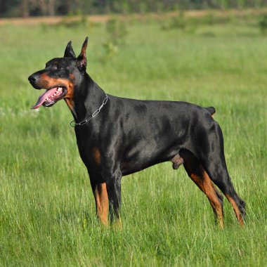 siyah doberman