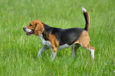 Mutlu beagle