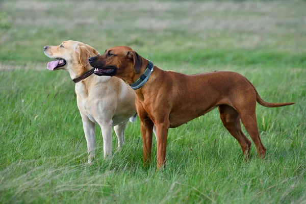 Yeşil çimenlerin üzerinde iki köpek — Stok fotoğraf