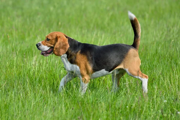 Happy beagle — Stock Photo, Image
