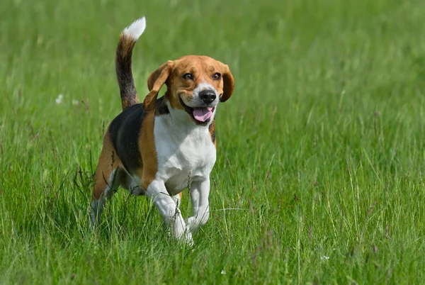 Glad beagle — Stockfoto