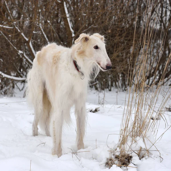 Hunting dog on snow — Stock Photo, Image