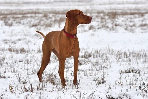 Hungary Vizsla — Stock fotografie