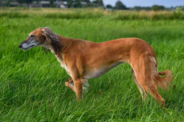 Perro de caza —  Fotos de Stock