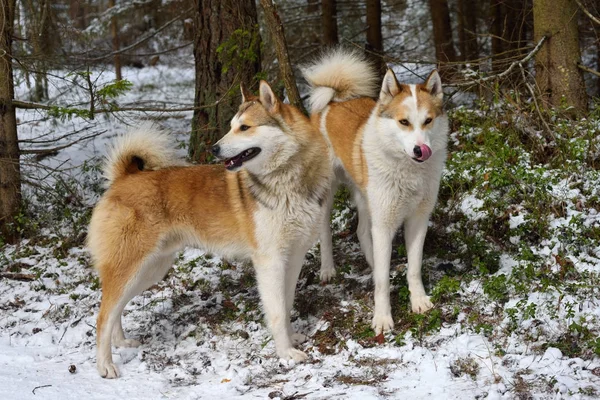 Cani da caccia — Foto Stock
