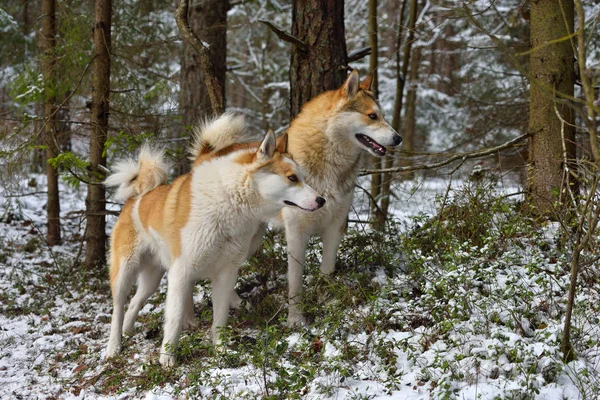 Laikas で狩り — ストック写真