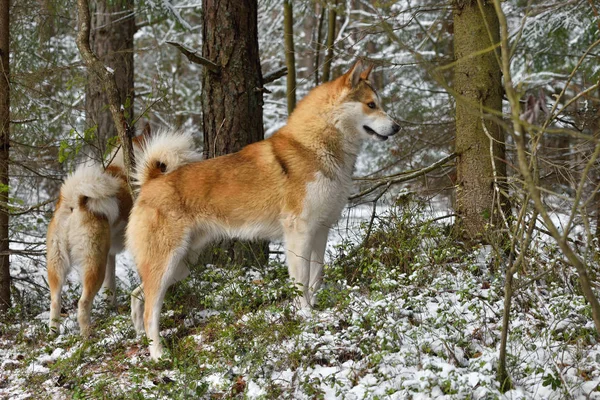 Hunting dog on snow