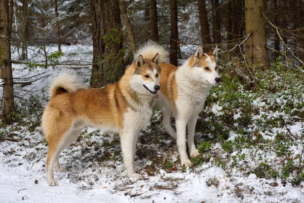 Hunting dogs on snow — Stock Photo, Image