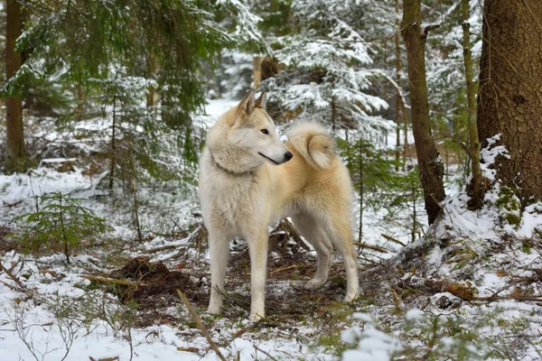 White West Siberian Laika