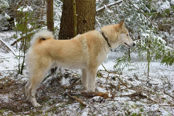 Caza de Laika siberiana — Foto de Stock