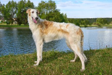 Beyaz Rusya wolfhound