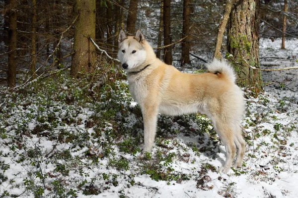 Laika siberiana más blanca — Foto de Stock