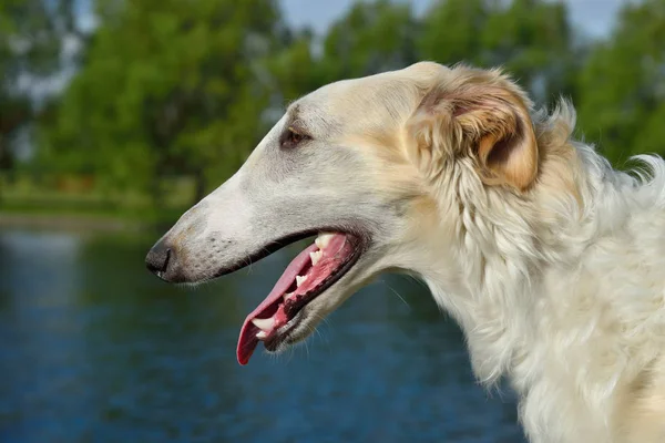 Portrate av ryska borzoi — Stockfoto