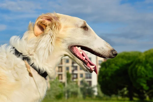 Borzoi russo branco — Fotografia de Stock