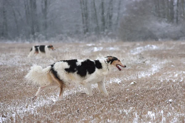 Hunting dogs on snow — Stock Photo, Image