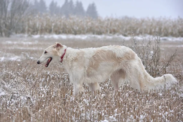 Bílý ruský vlkodav — Stock fotografie