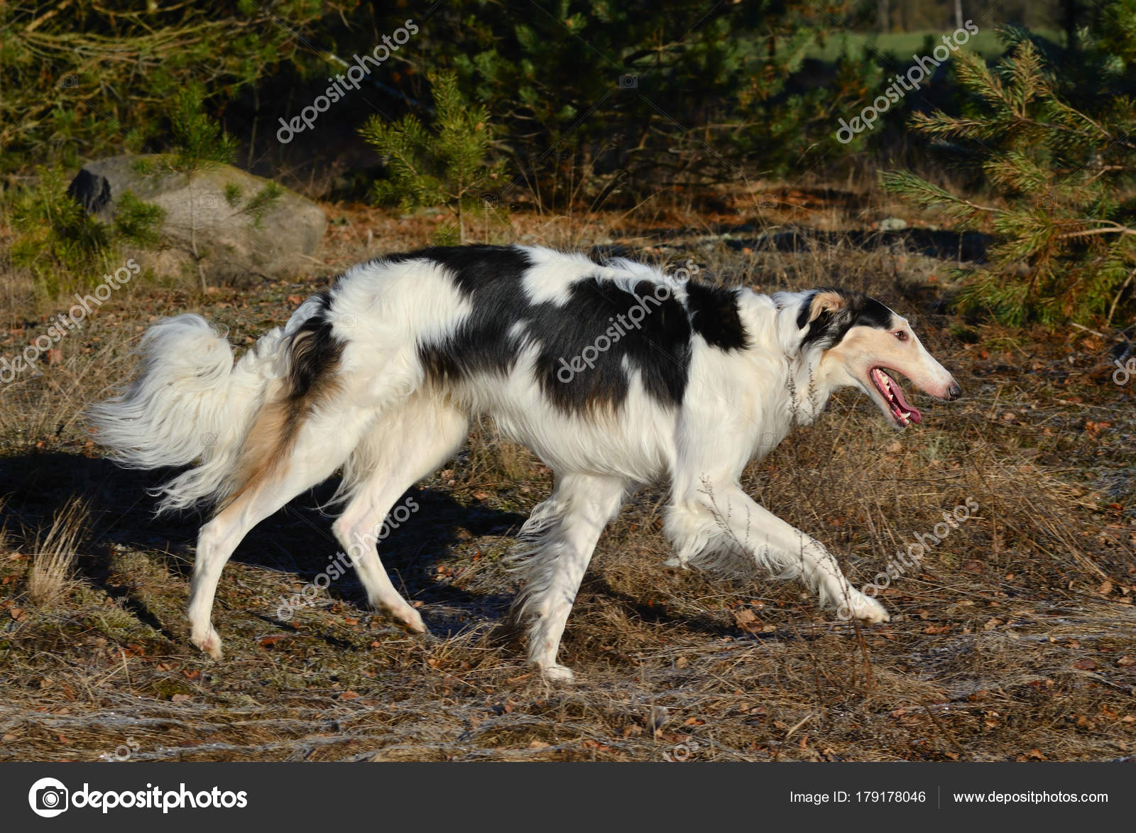 黒と白のボルゾイ犬 \u2014 ストック写真 © eAlisa 179178046