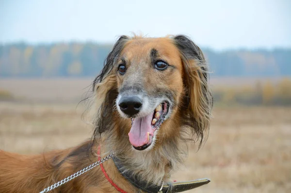 Porträtt av varghund hund — Stockfoto