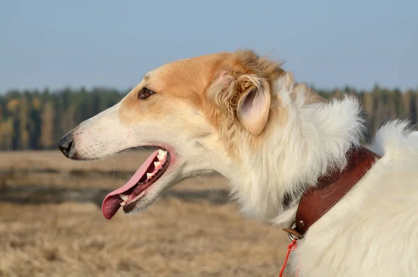 Perro de caza —  Fotos de Stock