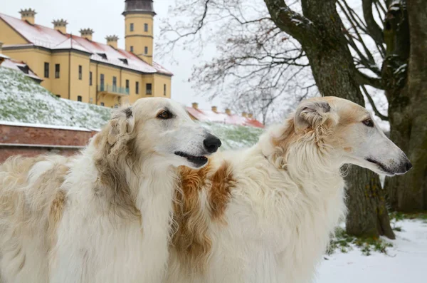 Portrato di due cani borzoi — Foto Stock