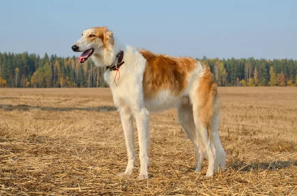 Hunting dog — Stock Photo, Image