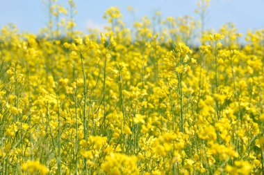 çiçek açması tecavüz