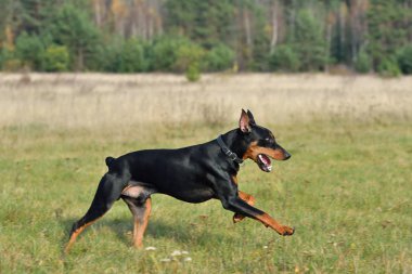 Running German Pinscher clipart