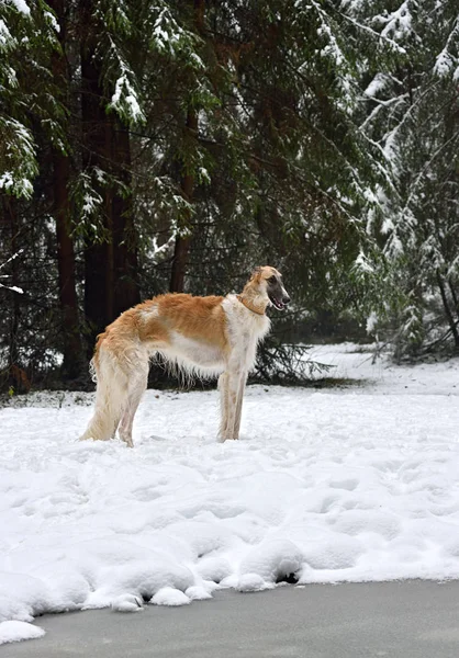 Борзойская собака — стоковое фото