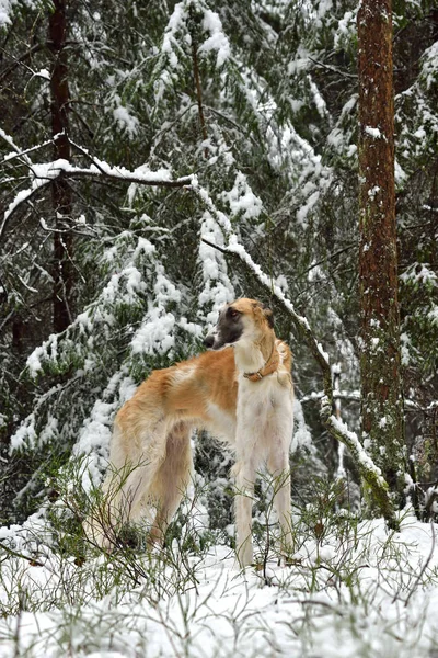 Ruský vlkodav pes — Stock fotografie