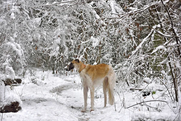 Yellow russian wolfhound — Stock Photo, Image