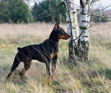 Tan ve siyah Alman Pinscher