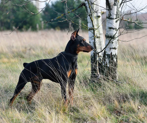 棕褐色和黑色德国猎犬 — 图库照片