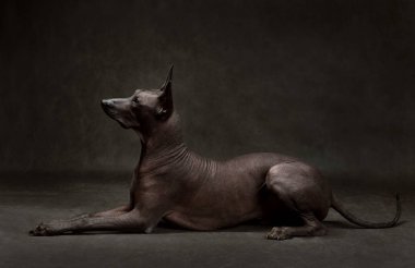 Xoloitzcuintli ya da Meksika Kılsız Köpeği