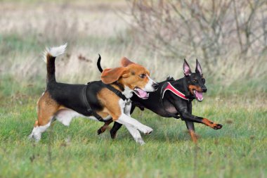 İki köpek bir yemi yakalıyor.