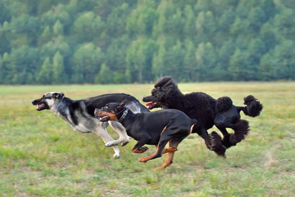 Coursing dogs — Stock fotografie