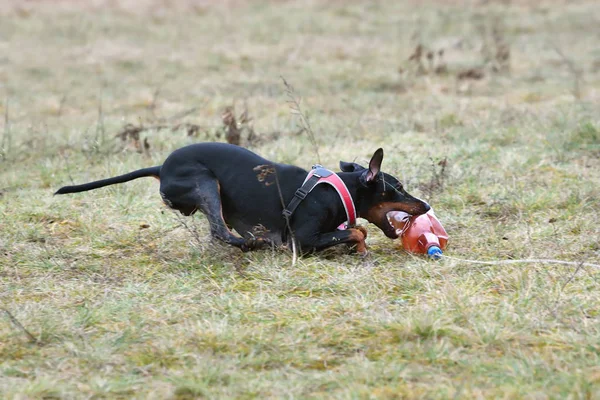 Correr perro la captura de un cebo — Foto de Stock