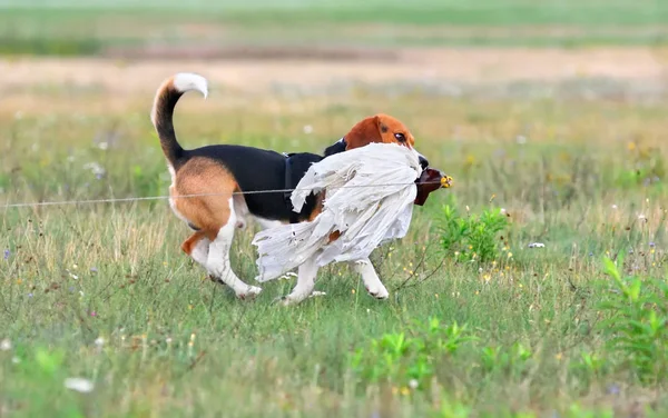 Beagle atrapando un cebo — Foto de Stock