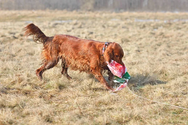 Setter irlandais attraper un appât — Photo