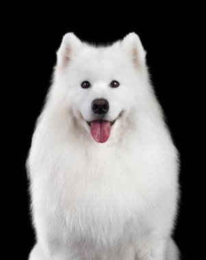 Samoyed köpek portresi
