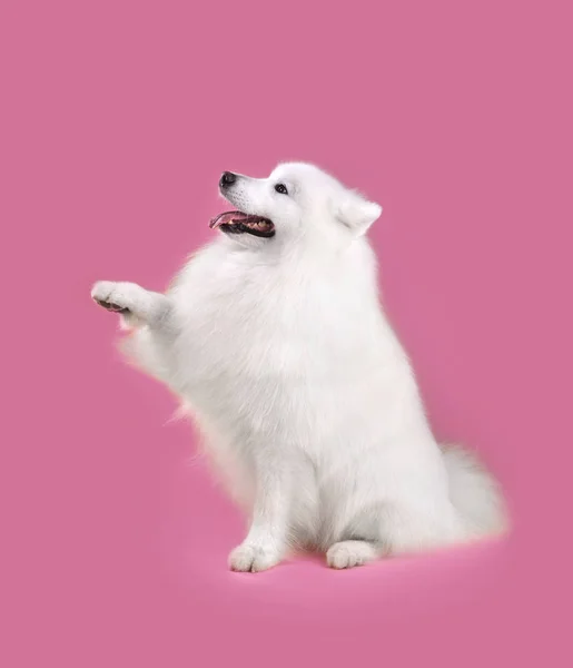 Divertido perro Samoyedo — Foto de Stock